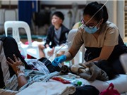 Tỷ lệ huyết thanh nhiễm xoắn khuẩn vàng da khá cao ở bệnh nhân Việt Nam
